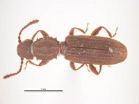 Oryzaephilus surinamensis PaDIL135847d.jpg