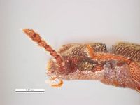 Oryzaephilus surinamensis PaDIL135847e.jpg