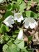 Oxalis-acetosella Biel-1 BIB.jpg