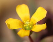 Gelbe Antheren, gelber Pollen und eine hellgrüne Narbe. (Bild: W. Wohlers)