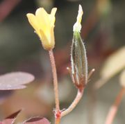 Blüten und Früchte stehen aufrecht und mindestens zu zweit, manchmal zu fünft. (Bild: W. Wohlers, JKI)