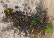 Ein Horn-Sauerklee auf Istrien mit dunkelroten Blättern in einer Mauerspalte. (Bild: W. Wohlers, JKI)