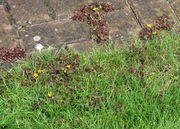 Im Rasen und auf der Terrasse ist das dunkle Blatt nicht gerne gesehen. (Bild: W. Wohlers)