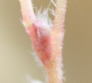 Kaum sichtbar sind die winzigen Nebenblätter, das ist hier das rosa Dreieck mit den Haaren an der oberen Kante. (Bild: W. Wohlers, JKI)