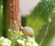 Was fraßen die Collembolen? Wohl den Pollen. Es ist ein Kugelspringer, ein Sminthuride. (Bild: W. Wohlers, JKI)