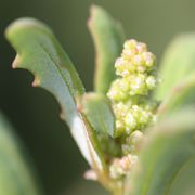 Die Knospen sind anfangs sehr eng gepackt. (Bild: W. Wohlers, JKI)