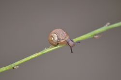Knoblauch-Glanzschnecke: Bild 1 Kategorie FEHLT! - Jean.claude, CC BY-SA 4.0