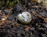 Keller-Glanzschnecke:  Tello Neckheim, CC BY-SA 3.0