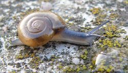 Große Glanzschnecke (Oxychilus draparnaudi) - Michal Maňas (User:Snek01), CC BY-SA 2.5