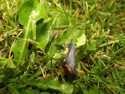 Keller-Glanzschnecke - Robert Reisman (WooteleF), CC BY 3.0