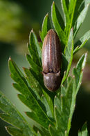 P1100002 Agriotes lineatus.jpg