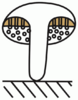 P34 Fruchtkörper Stiel basal nicht verdickt - Röhrlinge (M. Piepenbring).png