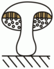P35 Fruchtkörper Stiel basal deutlich verdickt - Boletus Dickfußröhrling (M. Piepenbring).png