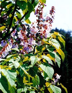 alt=Description de l'image PD02.jpg.