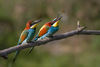 Pair of Merops apiaster feeding.jpg