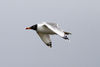 Pallas's Gull (Ichthyaetus ichthyaetus).jpg