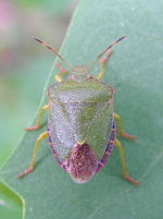 Palomena viridissima:  User: Beentree - Eigenes Werl