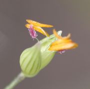 Rotviolette Narben und gelbe Antheren. Der Pollen ist weiß. (Bild: W. Wohlers, JKI)