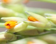 Ich konnte nicht widerstehen, die verschiedenen Stadien der Blüte zu fotografieren und hochzuladen. (Bild: W. Wohlers, JKI)