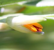 Orangefarbene Antheren und rotviolette Narben. (Bild: W. Wohlers, JKI)