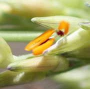 Die Anthere reißt auf, der weiße Pollen wird sichtbar. (Bild: W. Wohlers, JKI)