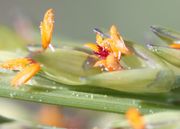 Der Pollen wird mit dem Wind verbreitet, aber es war windstill und er hat sich überall angelagert. (Bild: W. Wohlers, JKI)