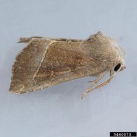 Papaipema nebris IPM5460073.jpg