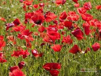 Papaver rhoeas L.