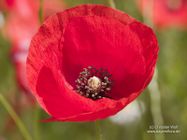 Papaver rhoeas L.