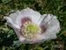 Papaver-somniferum-somniferum Biel-1 BIB.jpg