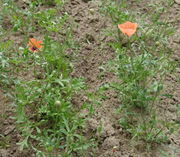 Der Bastard-Mohn wird im Unkrautgarten des JKI nur 40 cm hoch. (Bild: Arno Littmann, JKI)