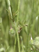 Die oberen Blätter sind schmal, wesentlich kürzer und wenig gefiedert. (Bild: W. Wohlers, JKI)