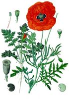 Papaver rhoeas - Köhler–s Medizinal-Pflanzen-101.jpg