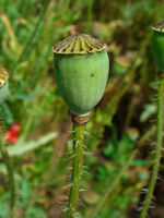 Papaver rhoeas 004.JPG