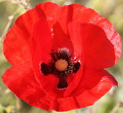 Klatschmohn (Bild: W. Wohlers, JKI)