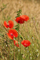 Papaver rhoeas LC0050.jpg