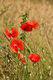 Papaver rhoeas