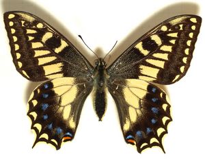 Papilio.hospiton.mounted.jpg