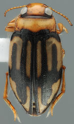 Figure 1. Papuadessus pakdjoko. (Photo: Michael Balke)