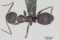 Paratrechina bourbonica casent0060259 dorsal 1.jpg