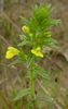 Parentucellia flower (A.Fleischmann).JPG