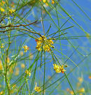 Parkinsonia aculeata 5.jpg