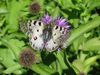 Hochalpenapollo (Parnassius phoebus sacerdos Stichel, 1906)