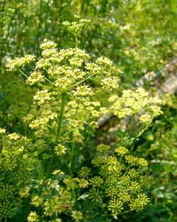 alt=Description de l'image Parsley (1045748016).jpg.