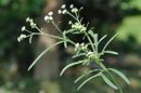 Parthenium - Howrah 2011-01-09 9940.JPG