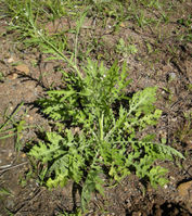 Parthenium hysterophorus plant with flowers.jpg