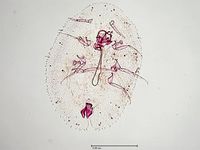 Parthenolecanium pruinosum PaDIL136109a.jpg