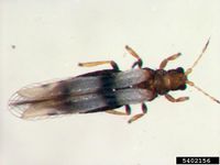 Parthenothrips dracaenae IPM5402156.jpg