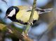 Kohlmeise (Parus major), Foto von T. Trilar