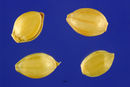 Paspalum notatum var. saurae seeds.jpg